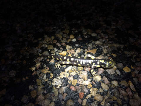 Plancia ëd Ambystoma mavortium Baird 1850