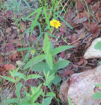 Image of San Pedro daisy