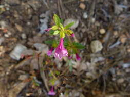 Image of Layne's monkeyflower