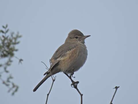 Image of Lesser Shrike-Tyrant