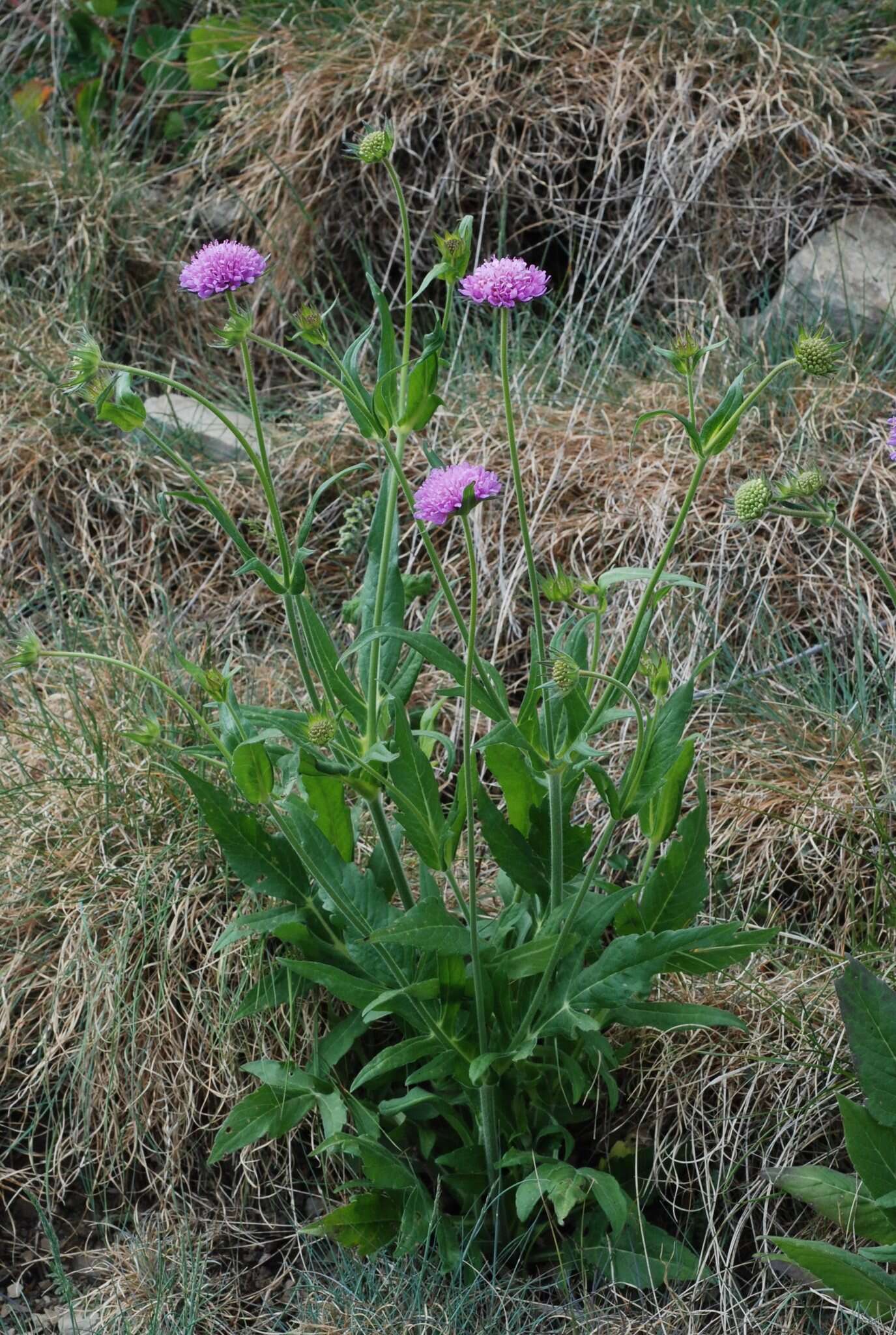 Image of Knautia transalpina (Christ) Briq.