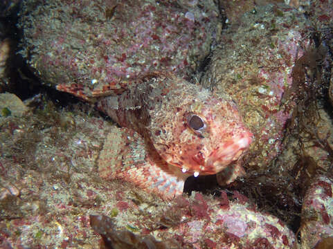 Image of Red Scorpionfish