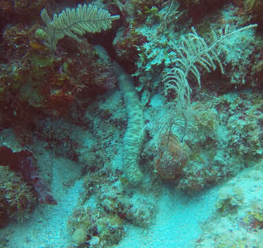 Image of tiger tail sea cocumber