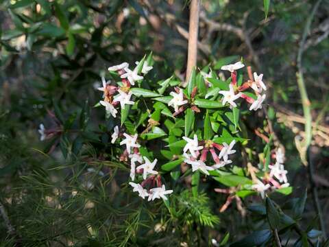 Image of Alyxia ruscifolia subsp. ruscifolia