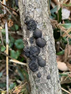 Annulohypoxylon truncatum (Starbäck) Y. M. Ju, J. D. Rogers & H. M. Hsieh 2005的圖片