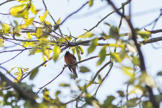 Image of Orchard Oriole