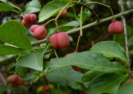 Imagem de Euonymus europaeus L.