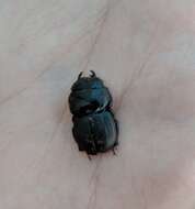 Image of Kauai Flightless Stag Beetle