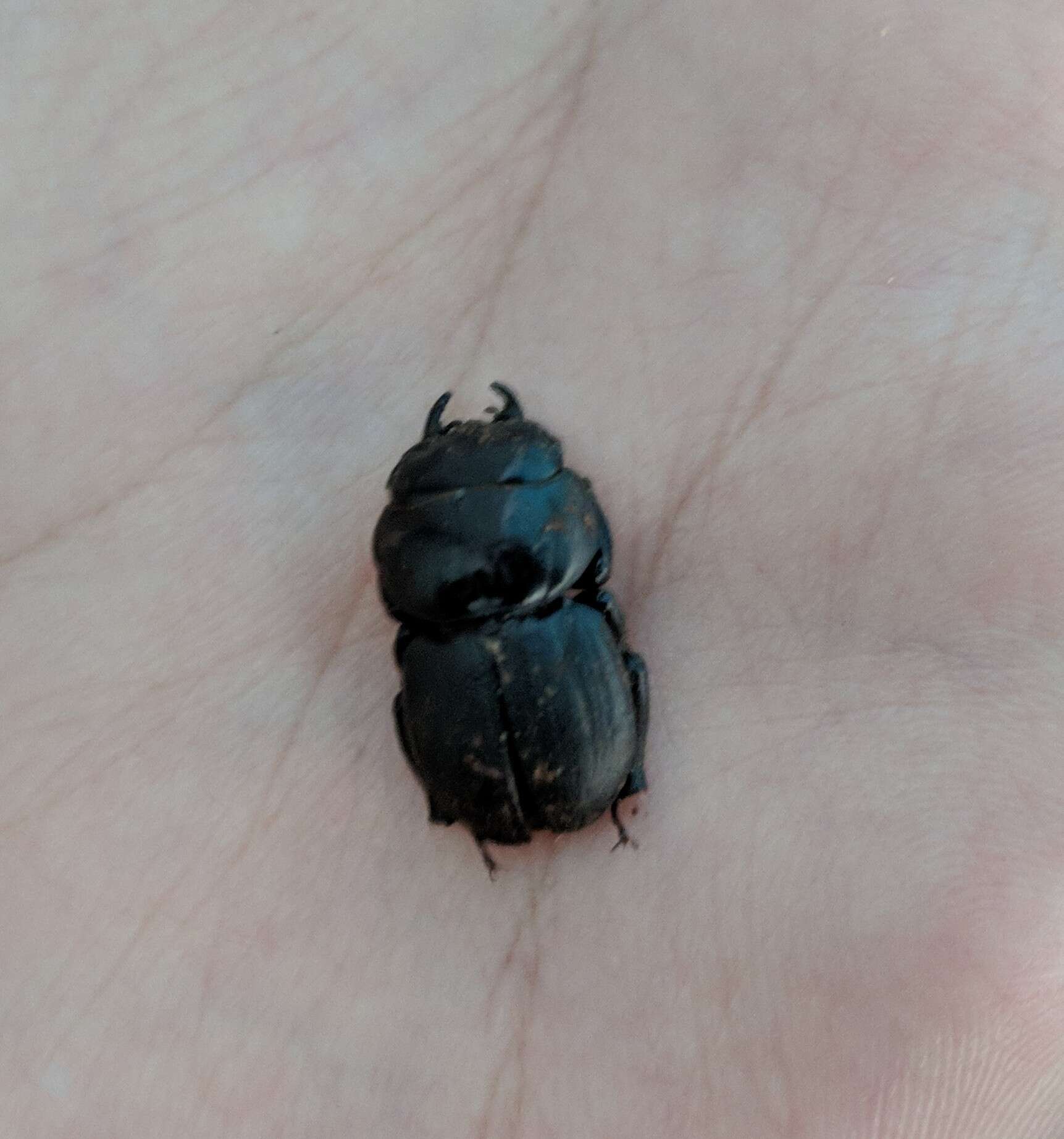 Image of Kauai Flightless Stag Beetle