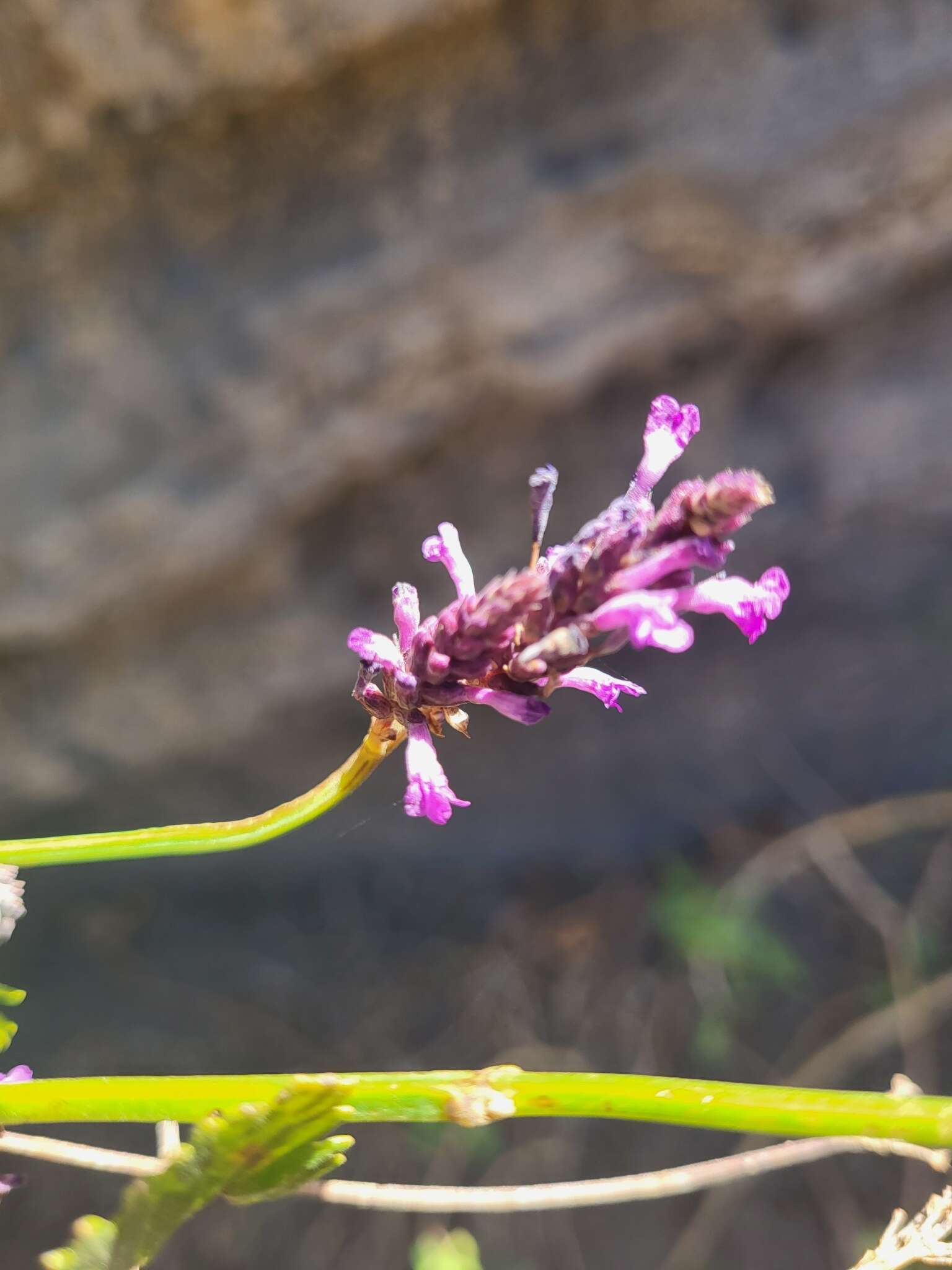 Image of Lavandula rotundifolia Benth.