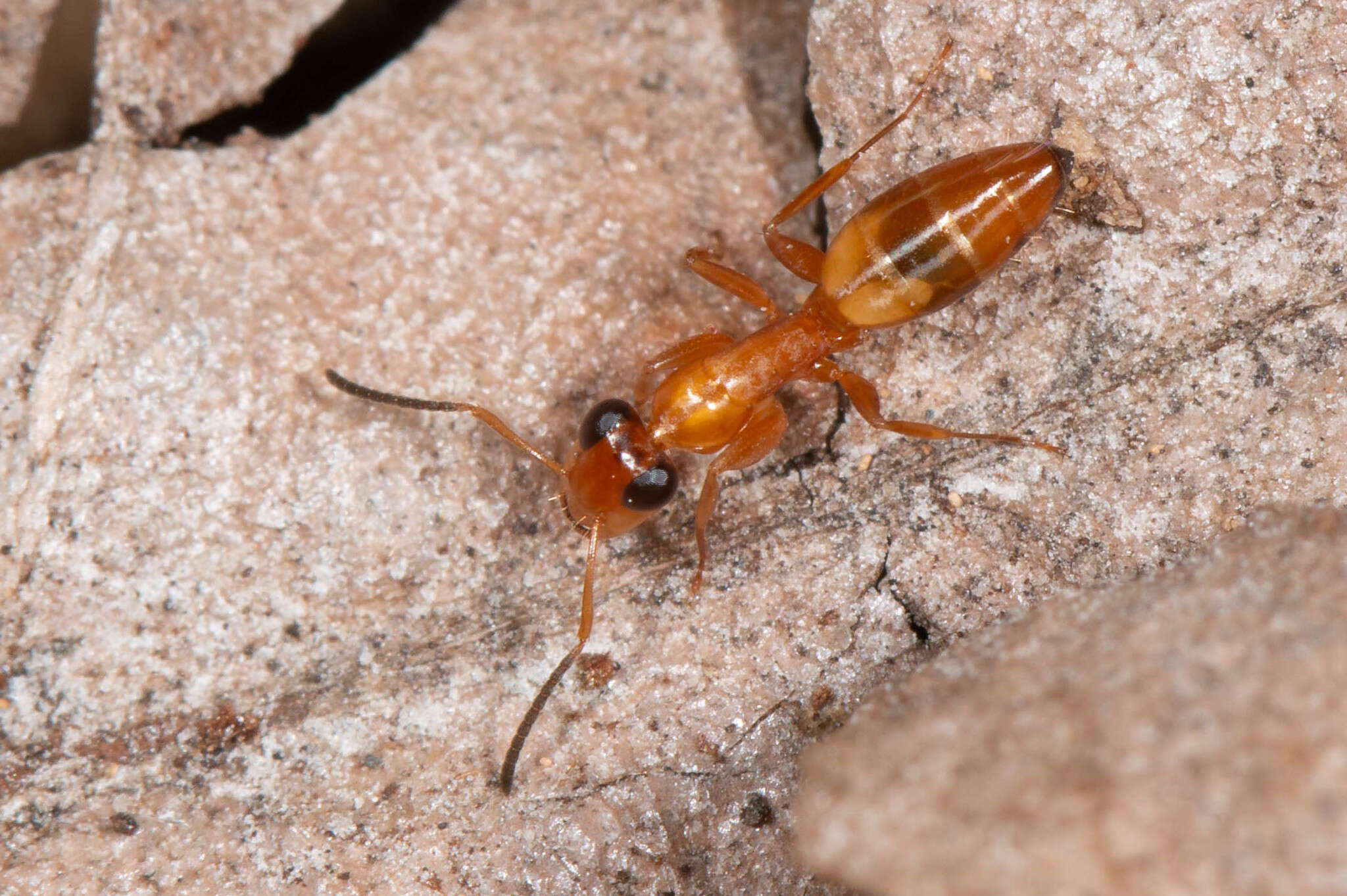 Image de Opisthopsis jocosus Wheeler 1918