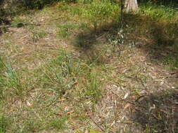 Image of Dianella longifolia var. grandis R. J. F. Hend.