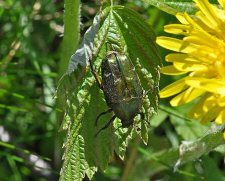 Image of Protaetia (Potosia) cuprea metallica (Herbst 1782)