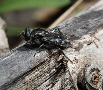 Image of Chalcosyrphus metallifer (Bigot 1884)