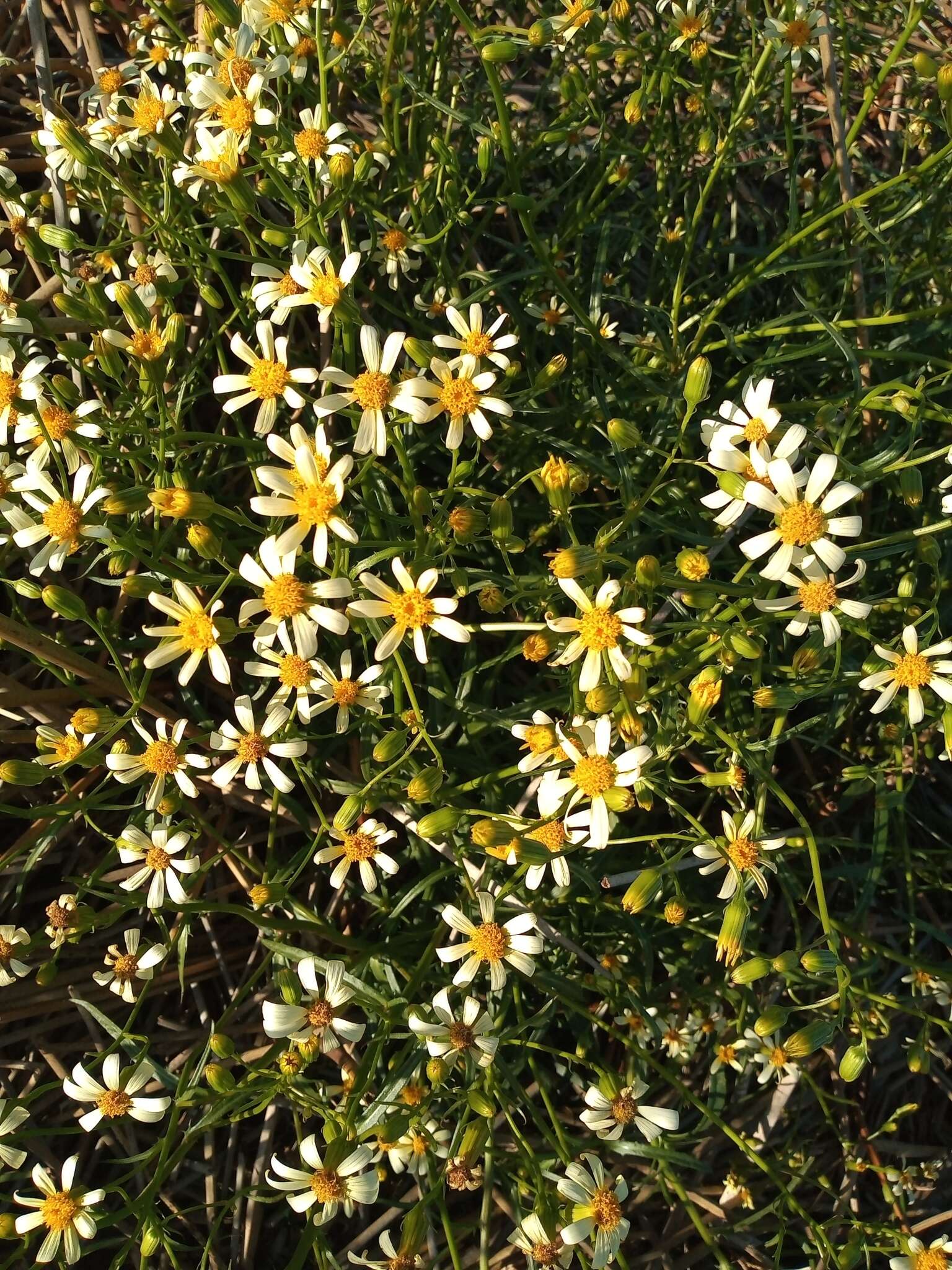 Image of Senecio tweediei Hook. & Arn.