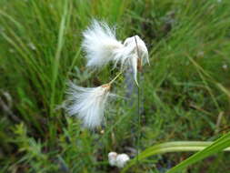 Image of Few-Nerve Cotton-Grass