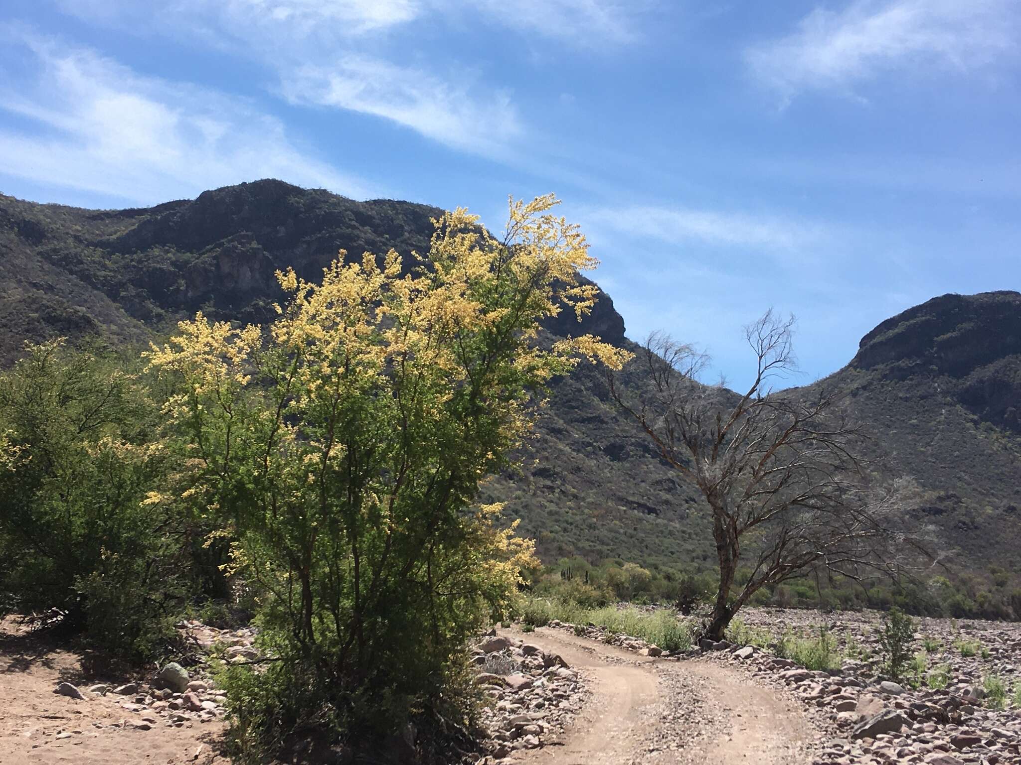 Слика од Vachellia brandegeeana (I. M. Johnst.) Seigler & Ebinger