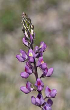 Image of Arizona lupine