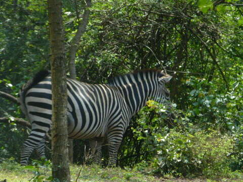 Image of zebra