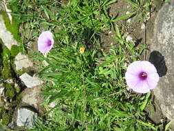 Imagem de Ipomoea ternifolia Cav.