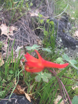 Image of red larkspur