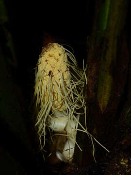 Image of Asplundia brachyphylla Harling