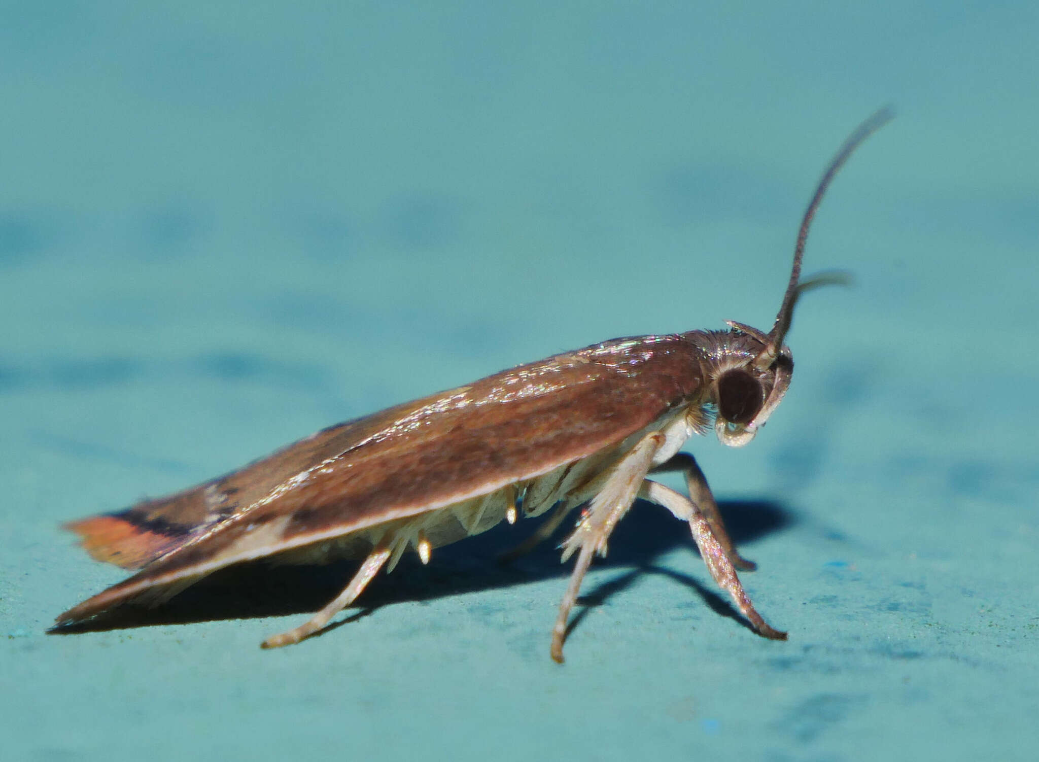 Image of Parocystola leucospora Turner 1896