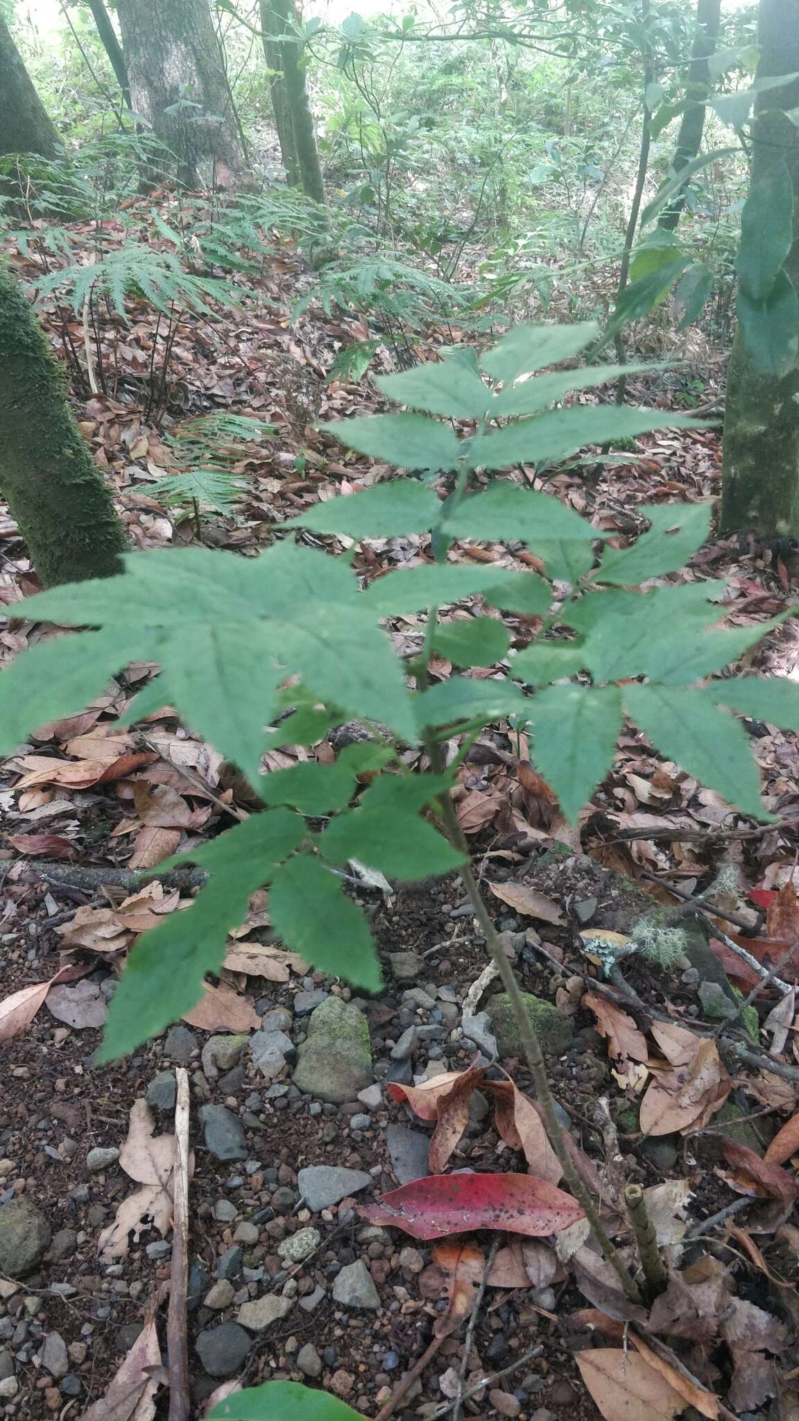 Sivun Sambucus maderensis Lowe kuva