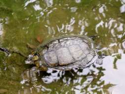 Image of slider turtle, red-eared terrapin, red-eared slider