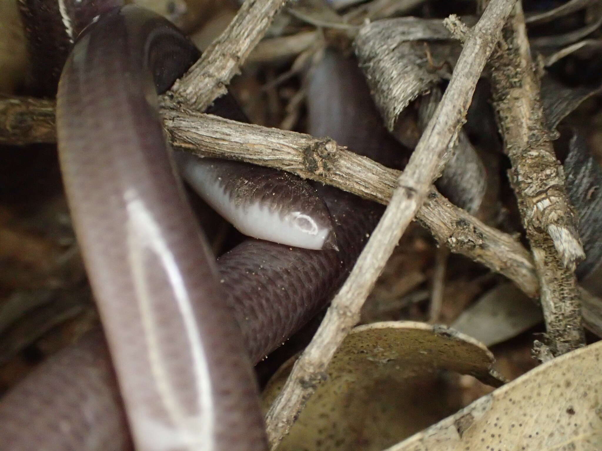 Image of Anilios bicolor (Peters 1858)