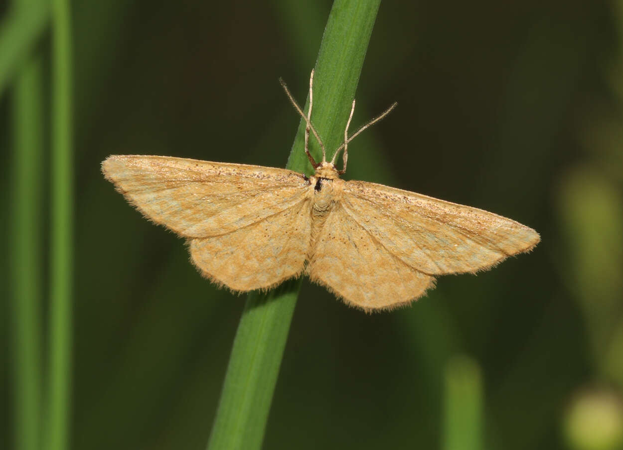 صورة Idaea serpentata Hüfnagel 1767