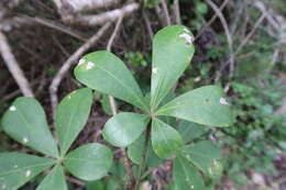 Cussonia thyrsiflora Thunb. resmi