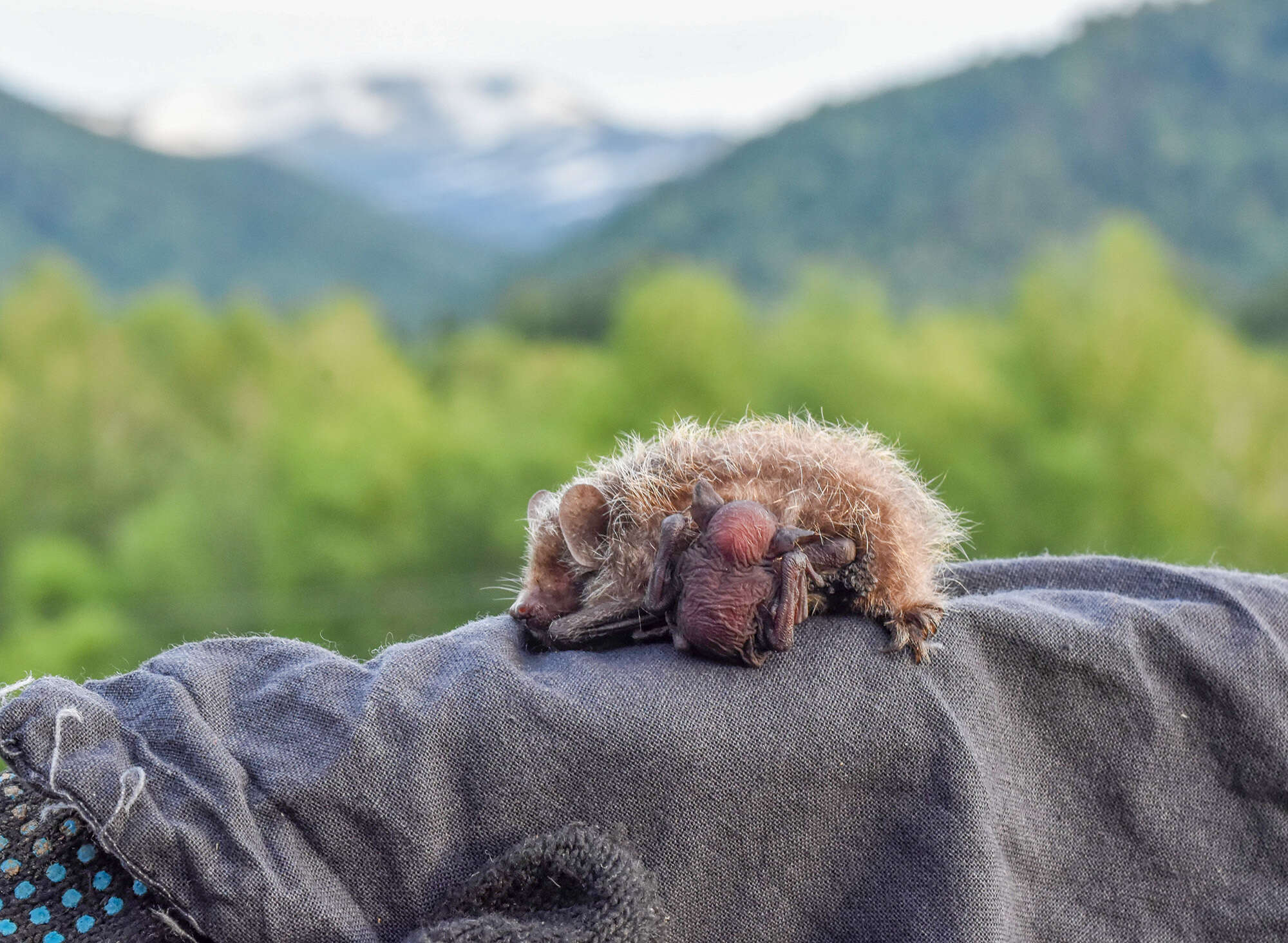 Image of Greater Tube-nosed Bat