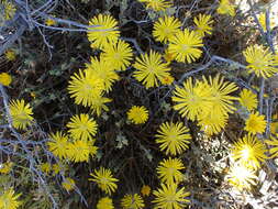 Image of Delosperma acocksii L. Bol.