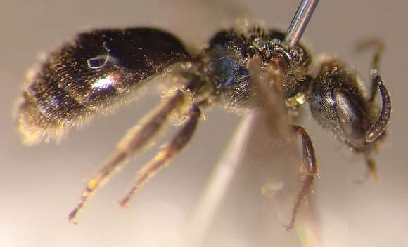 صورة Lasioglossum glabriusculum (Morawitz 1872)