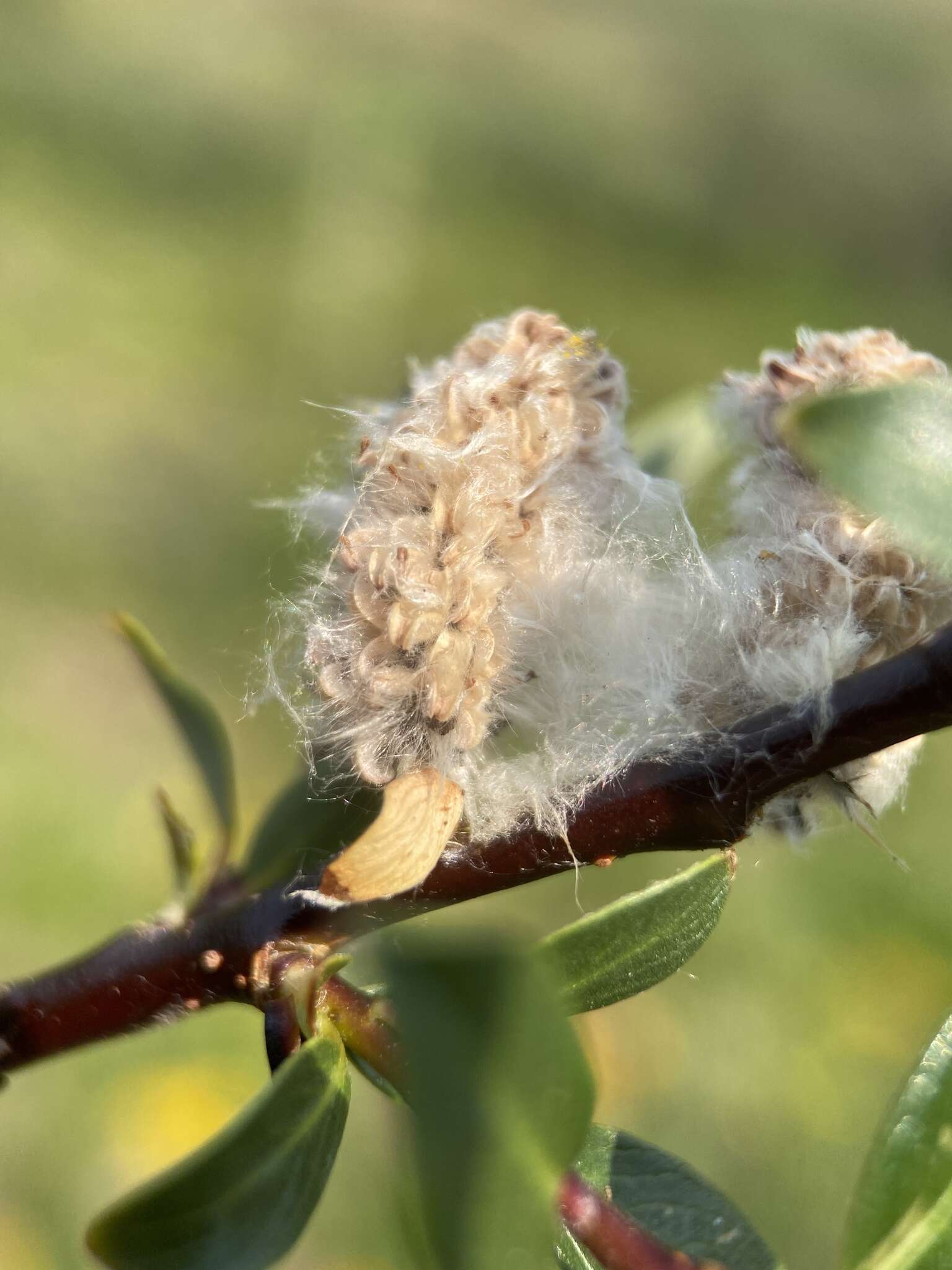 Image of Salix planifolia subsp. planifolia