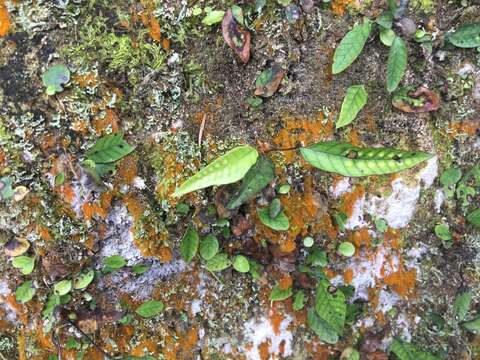 Image of Selliguea hastata (Thunb.) Fraser-Jenk.