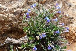 Plancia ëd Lithodora hispidula (Sm.) Griseb.