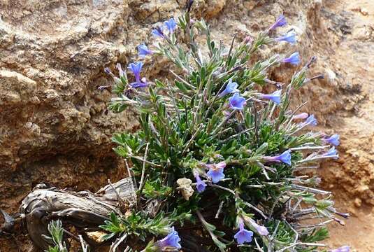 Plancia ëd Lithodora hispidula (Sm.) Griseb.