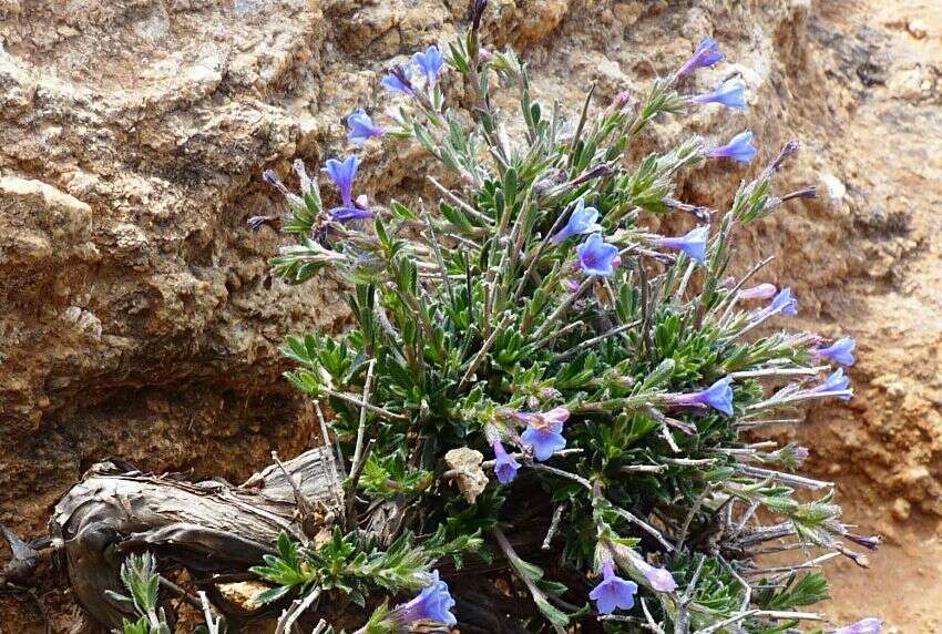 Lithodora hispidula (Sm.) Griseb. resmi