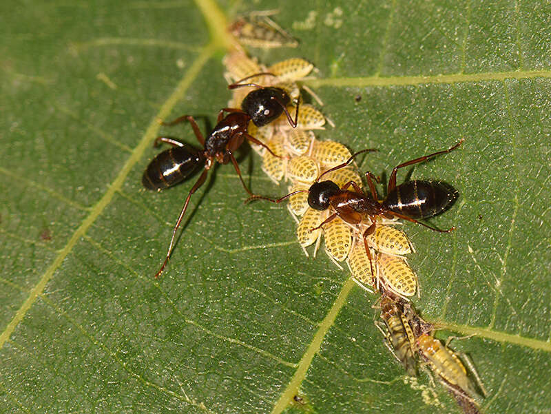 Image of Aphid