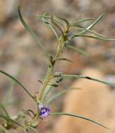 Image de Anticharis senegalensis (Walp.) Bhandari