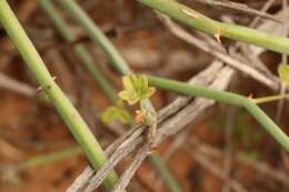 Image of Pelargonium tetragonum (L. fil.) L'Her.