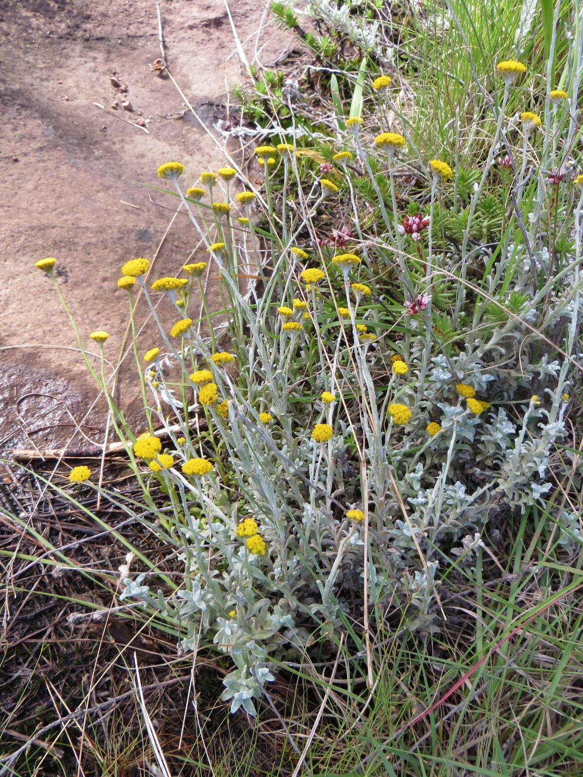 Image of Helichrysum anomalum Less.