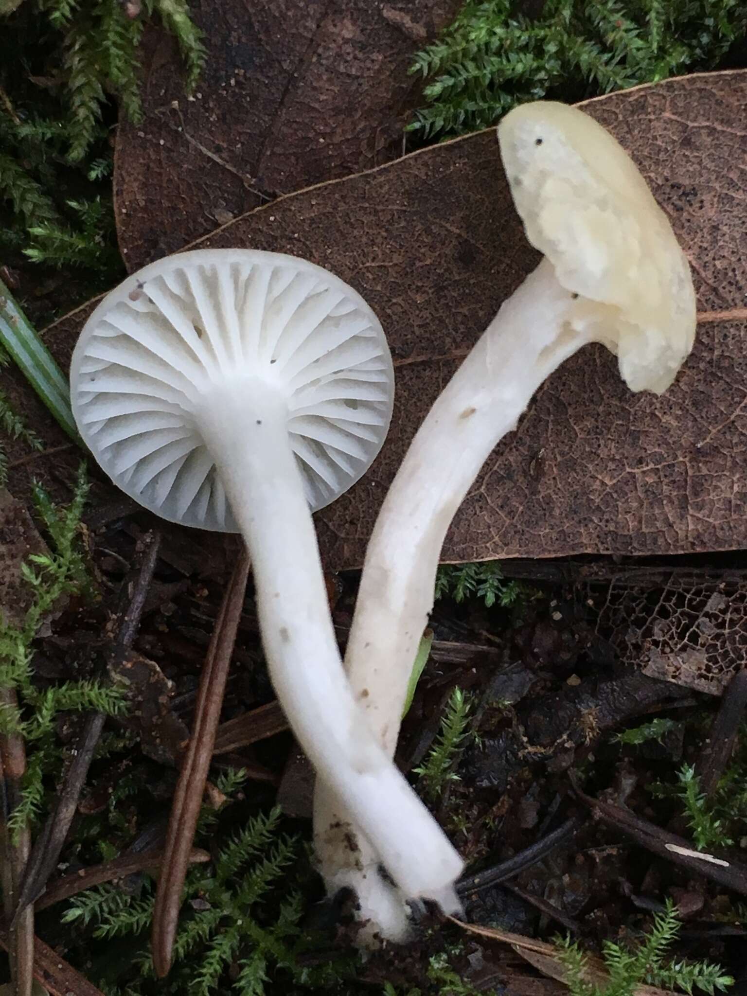 Image of Hygrocybe russocoriacea (Berk. & T. K. Mill.) P. D. Orton & Watling 1969