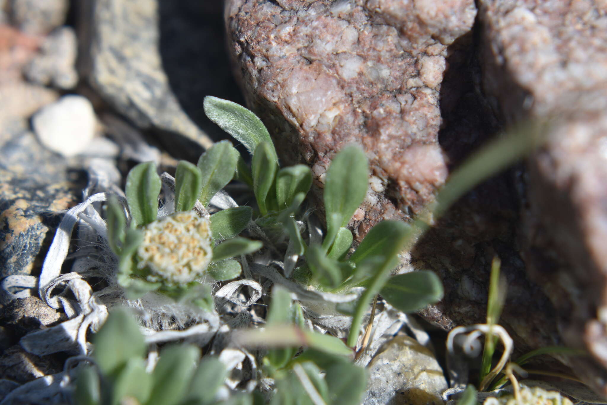 Image of alpine feverfew