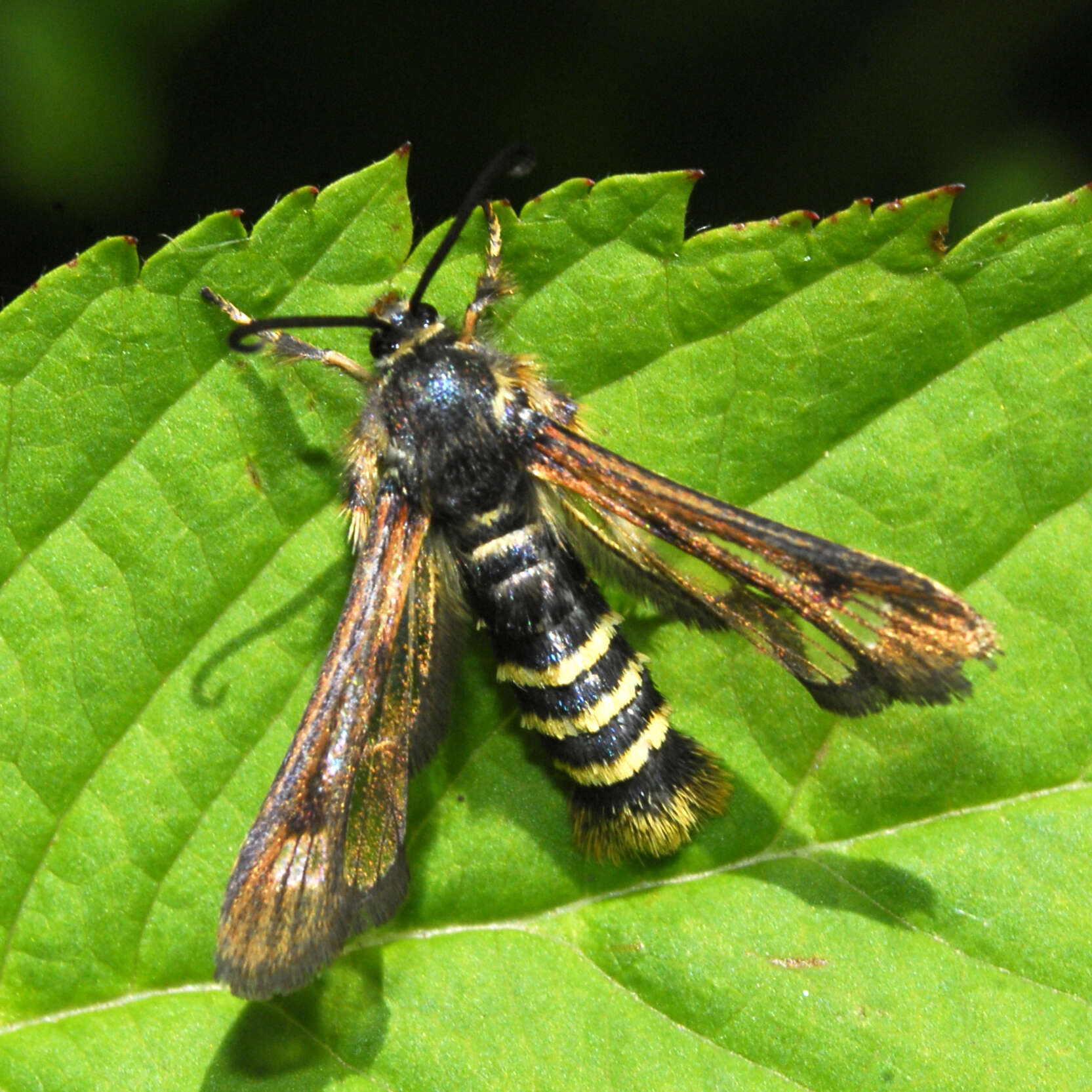 Image of Raspberry Clearwing