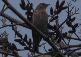 Image of Altai Accentor