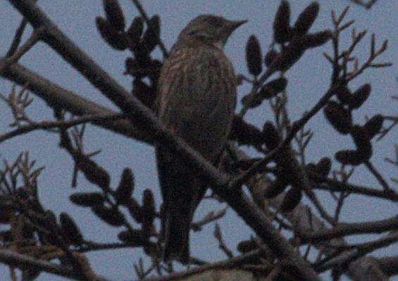 Image of Altai Accentor