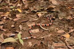 Image of Allen's Coral Snake